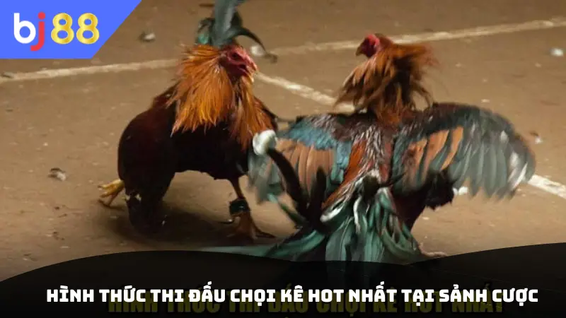 Hình thức thi đấu chọi kê hot nhất tại sảnh cược