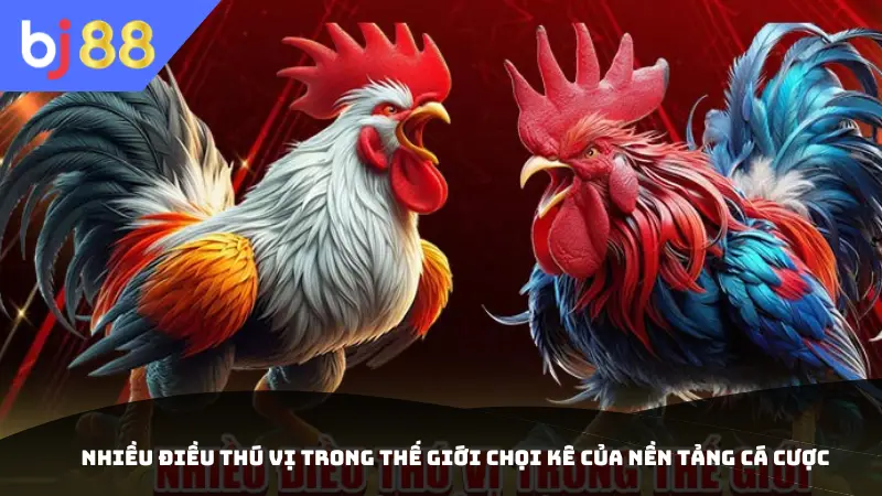 Nhiều điều thú vị trong thế giới chọi kê của nền tảng cá cược