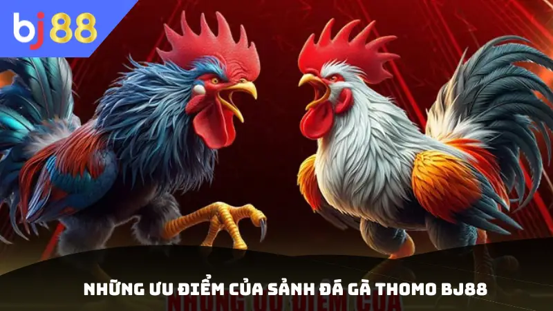 Những ưu điểm của sảnh đá gà Thomo BJ88
