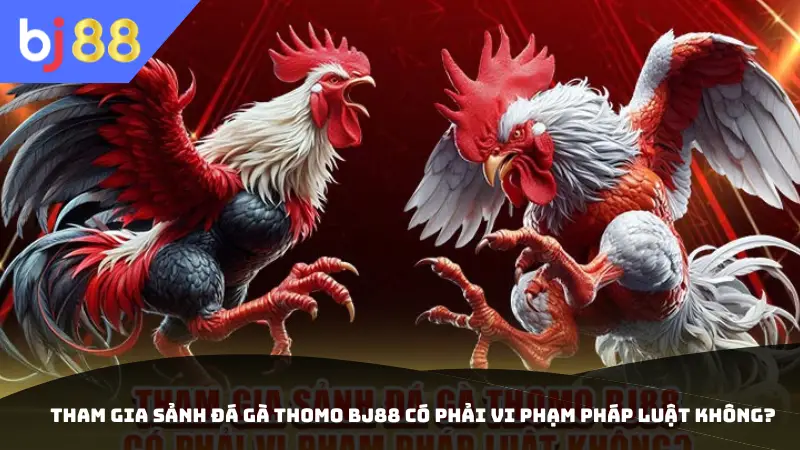 Tham gia sảnh đá gà Thomo BJ88 có phải vi phạm pháp luật không?