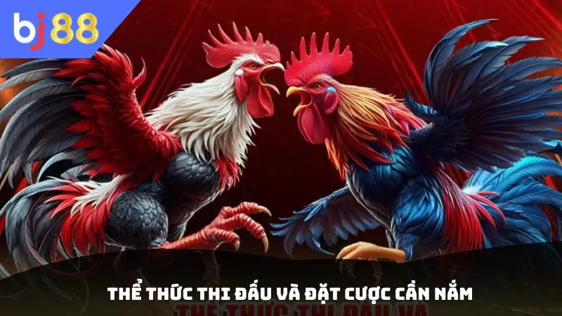Thể thức thi đấu và đặt cược cần nắm