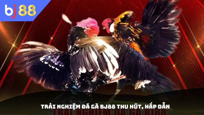 Trải nghiệm đá gà BJ88 thu hút, hấp dẫn